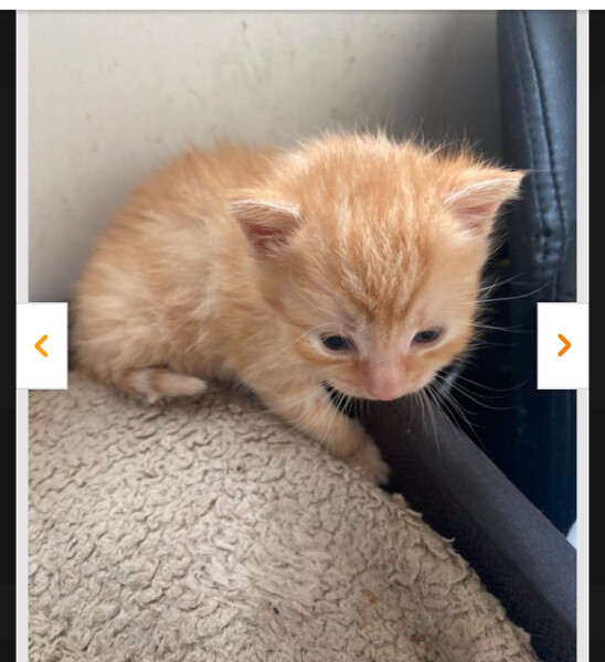 New kitty 