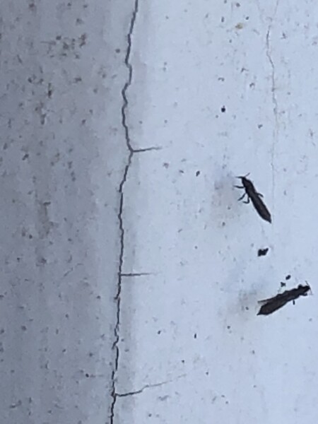What are these bugs that came into my house?