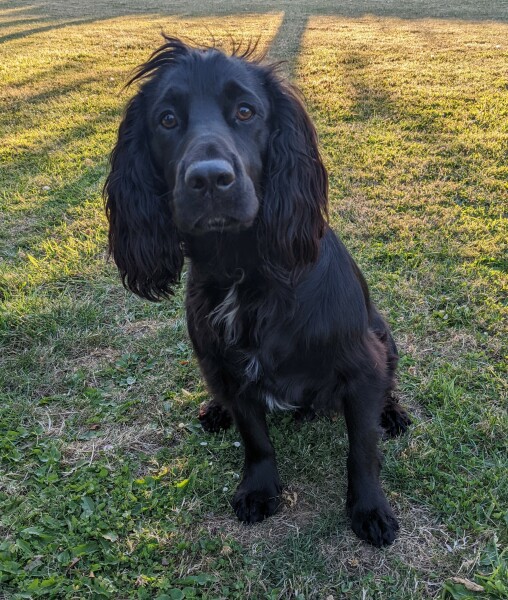 Do different colour cockers really  have different personalities ?