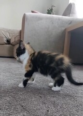 Kitten needs a name!