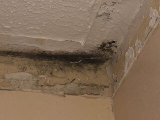 Black mould where ceiling meets wall