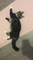 What type of cat? 