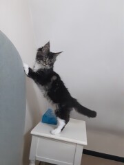 What type of cat? 