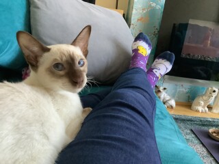 Male cats vs female cats, which are more affectionate?