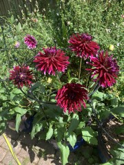 Who’s growing Dahlias this year
