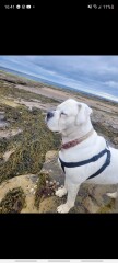 My dog has died - other dog 