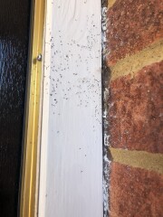 What are these bugs that came into my house?
