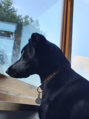 What does your dog do all day?