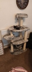 How to deal with cleaning the litter tray