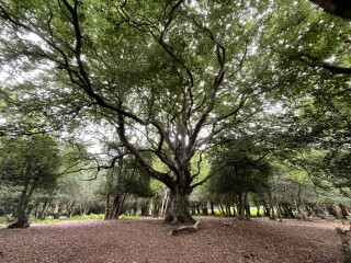 Come chat hiking with me!