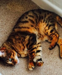 Tell me about Bengal cats