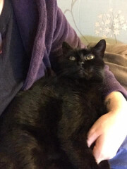 My cat likes to sleep...