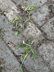 Can anyone identify this plant?