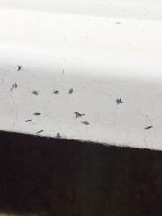 What are these bugs that came into my house?