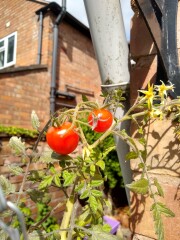 The Vegetable Patch