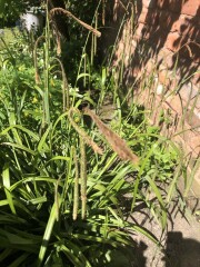 A plant ID please