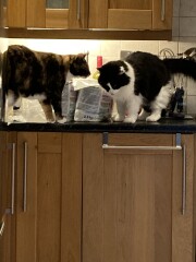 Cat mugshots