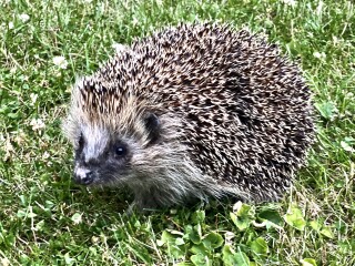 To ask you to please help hedgehogs and other wildlife prepare for winter