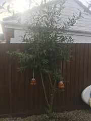 Why suddenly so many wasps?