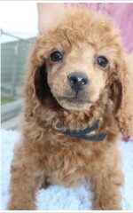 Considering adding a second dog. Convince me one way or the other?