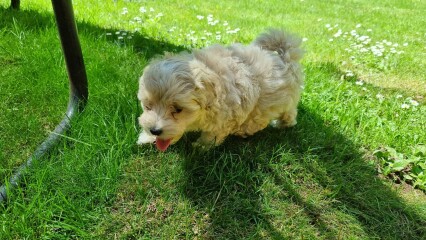 Puppy Survival Thread: muddy footprints into Spring 2022