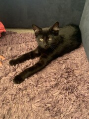 Adding a kitten when you already have cats
