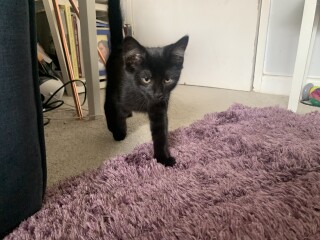 Adding a kitten when you already have cats