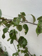 Pear Tree