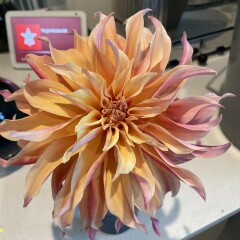 Who’s growing Dahlias this year
