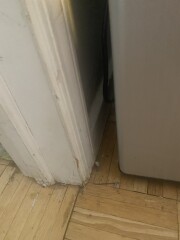 Cockroaches and flying spiders AIBU?