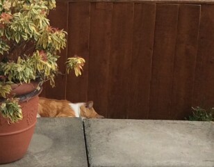 How my cats (lizards) are dealing with this terrible heat?