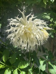 Who’s growing Dahlias this year