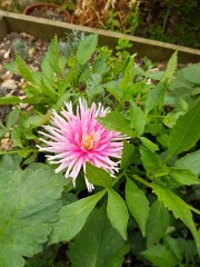 Who’s growing Dahlias this year