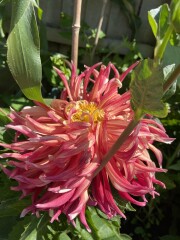 Who’s growing Dahlias this year