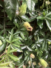 Passionflower