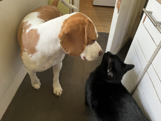 How to introduce a kitten to the household?