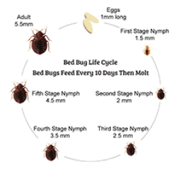 Is this a baby bedbug?