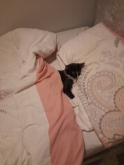 My cat likes to sleep...