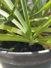 Mystery plant purchase - any ideas??
