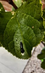 What are these creatures on my plum tree?
