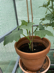 The Vegetable Patch