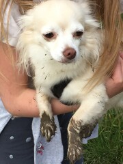 Show me your little white dogs!