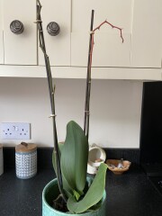 Any orchid people out there? 