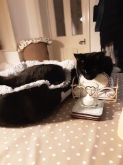 My cat likes to sleep...