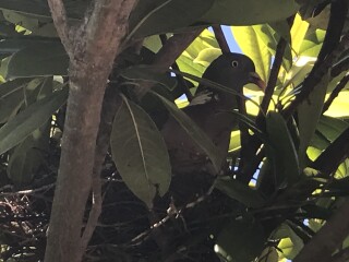 New neighbours. Messy, Noisy and PDA. 