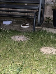 To ask you to please help hedgehogs and other wildlife prepare for winter