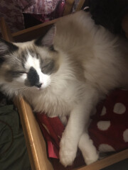 Anyone else’s cat not purr?