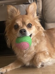 Dog photos for OooErr