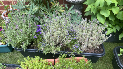 Help! Waterlogged lavender - will it survive?
