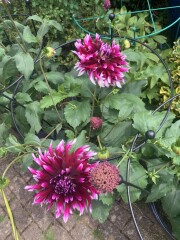 Who’s growing Dahlias this year